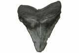 Serrated, Chubutensis Tooth - Megalodon Ancestor #225315-1
